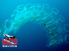 buceo galicia a coruña