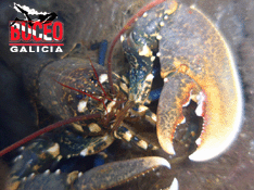 buceo,galicia,submarinismo,inmersión